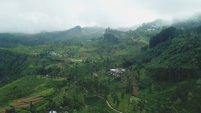 斯里兰卡高山茶园 