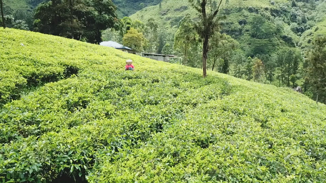 斯里兰卡高山茶园采茶 