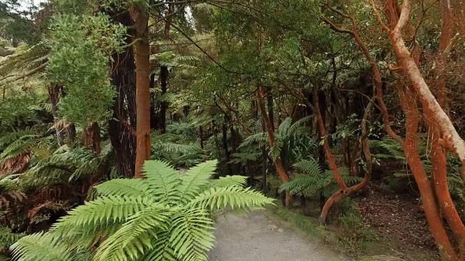 新西兰怀奥塔普地热公园植物 