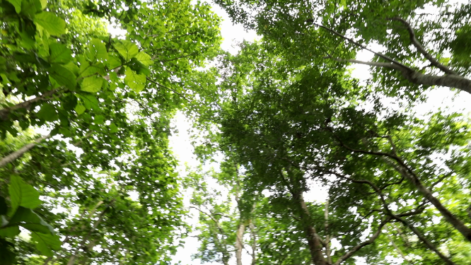 泰国清迈热带雨林植物