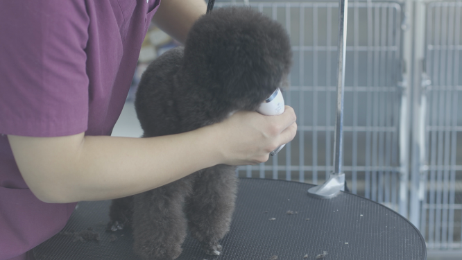 泰迪犬修剪毛发 指甲 