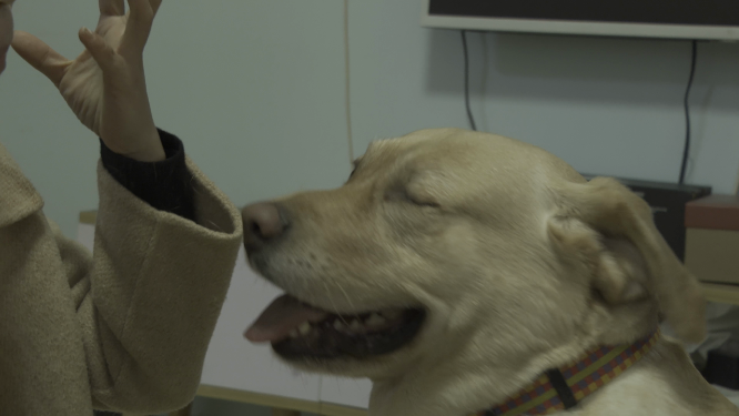 浅黄色的拉布拉多犬 