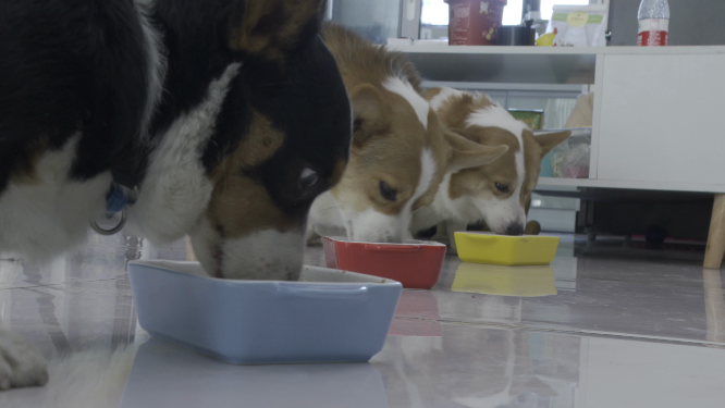 狗狗们进食 