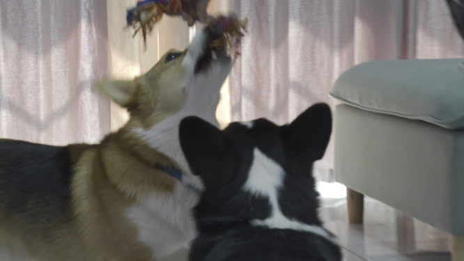 狗狗室内拔河比赛训练 