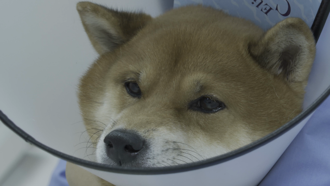 狗狗接受B超检查 