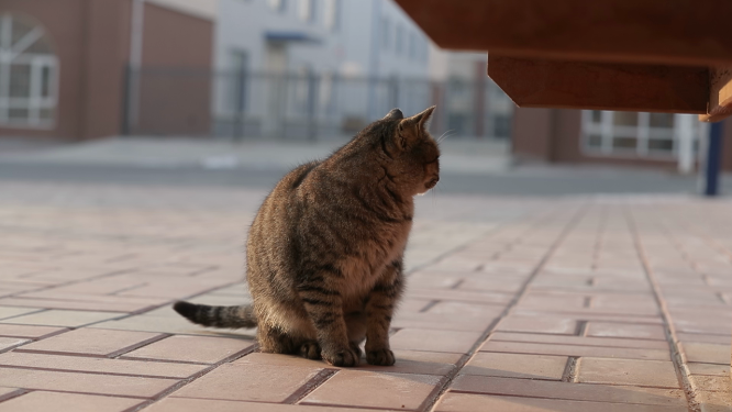 猫咪晒太阳特写