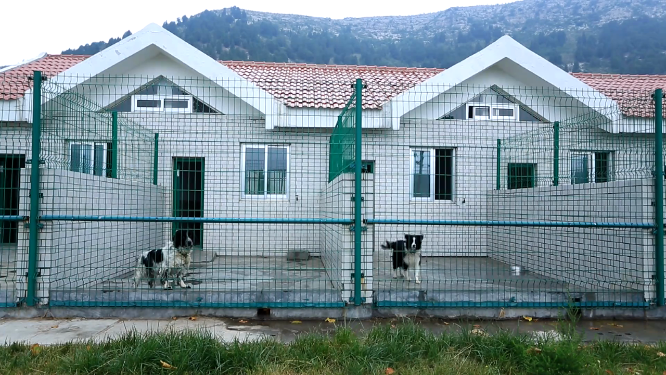 搜救犬