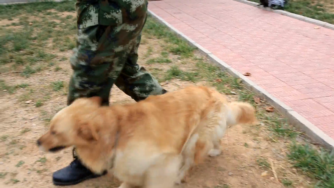 搜救犬只训练