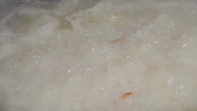 湖南美食卤虾制作