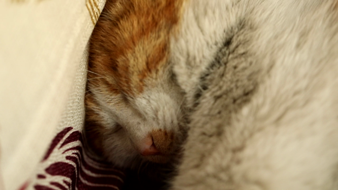 猫猫