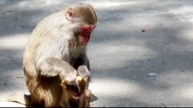 猴妈妈带着小猴蹲坐