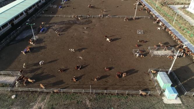 肉牛养殖基地牛群航拍