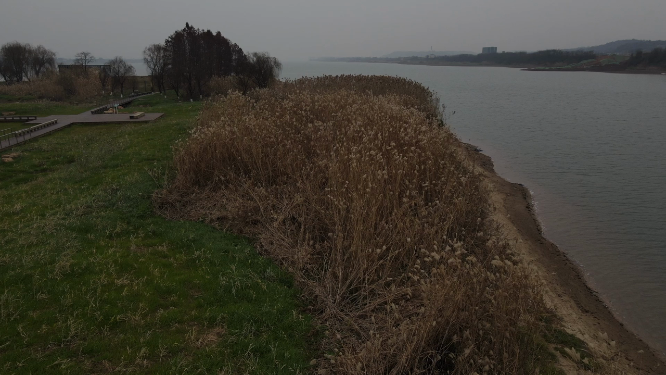 湘江边 芦苇丛