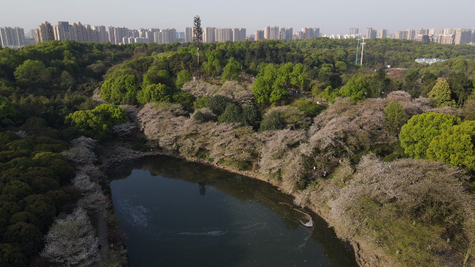 湖南省植物园——樱花盛开