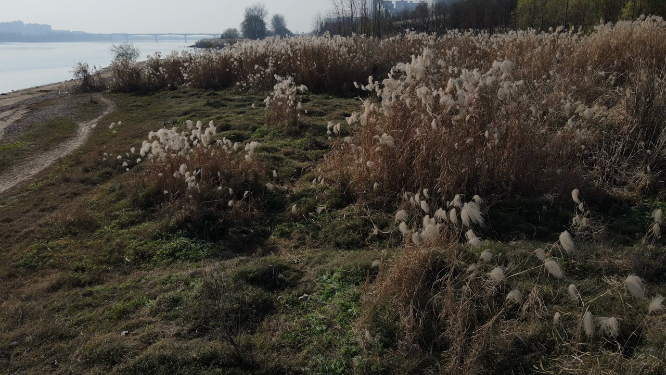 湘江岸边 芦苇丛