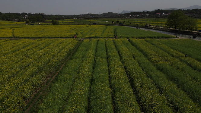 航拍油菜花海
