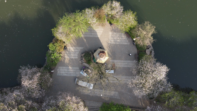 湖南省植物园——樱花盛开