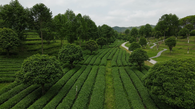航拍茶园
