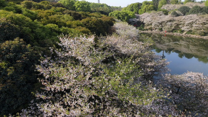 湖南省植物园——樱花盛开