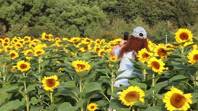 向日葵 
