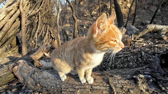 农村土猫玩耍视频素材