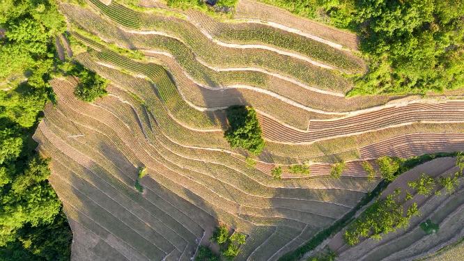 东北梯田农田庄稼地