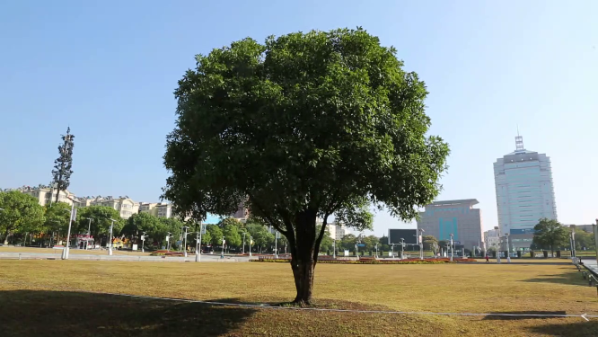 湖北荆门天鹅广场场景拍摄