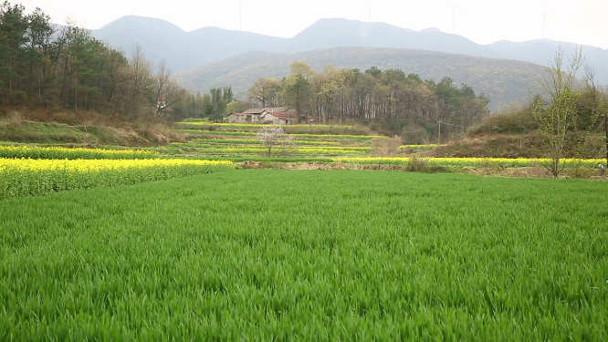 油菜花 