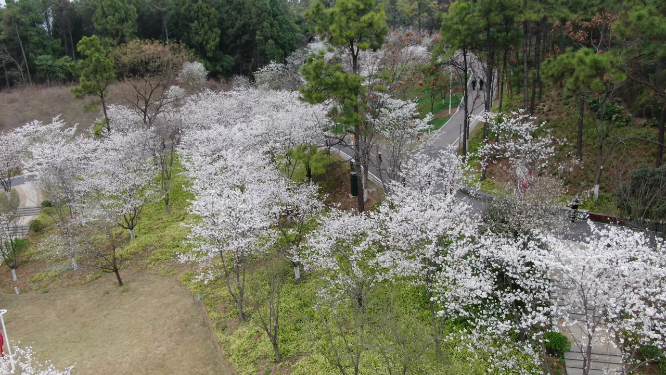 湖北荆门樱花树航拍中景 