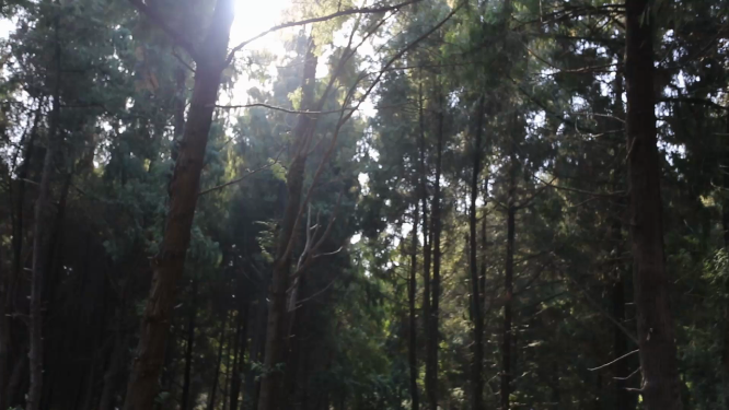湖北荆门阳光散落树林间 