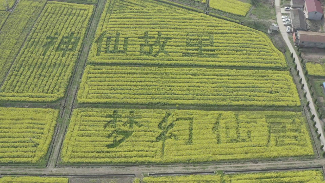 大片油菜花田的航拍