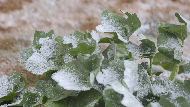 湖北荆门大雪纷飞场景拍摄