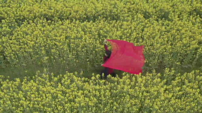 大片油菜花田的航拍