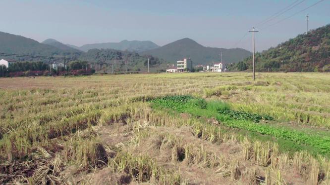 航拍田间农村稻田建筑