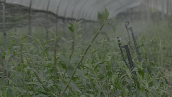 种植浇灌铁皮石斛铁皮枫斗石斛