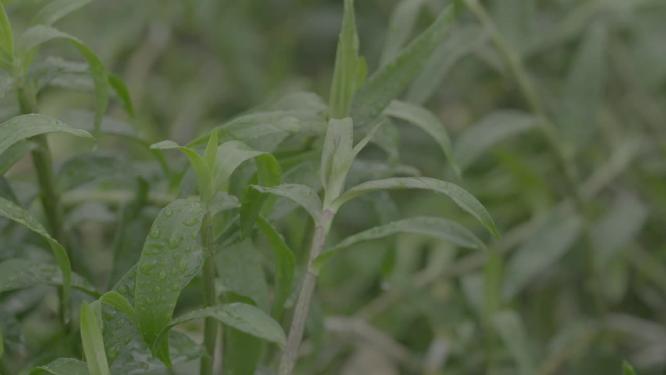 种植浇灌铁皮石斛铁皮枫斗石斛