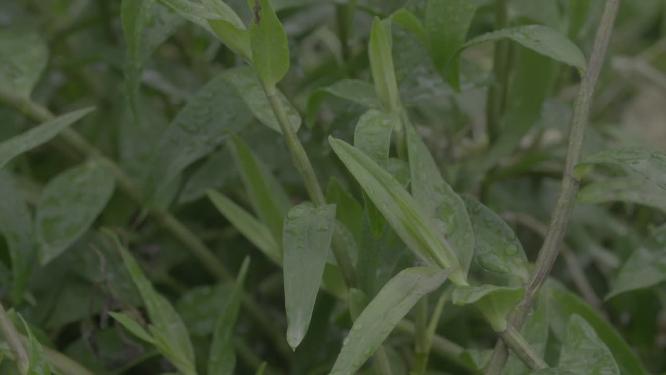 种植浇灌铁皮石斛铁皮枫斗石斛