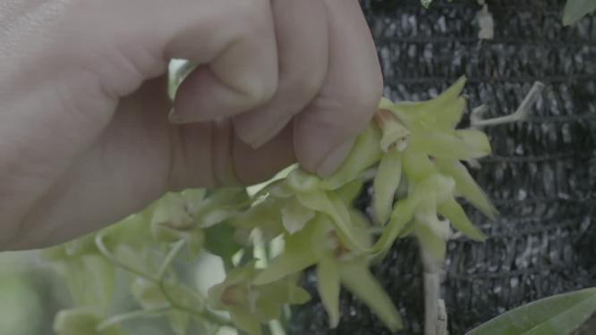 采摘铁皮石斛铁皮枫斗石斛
