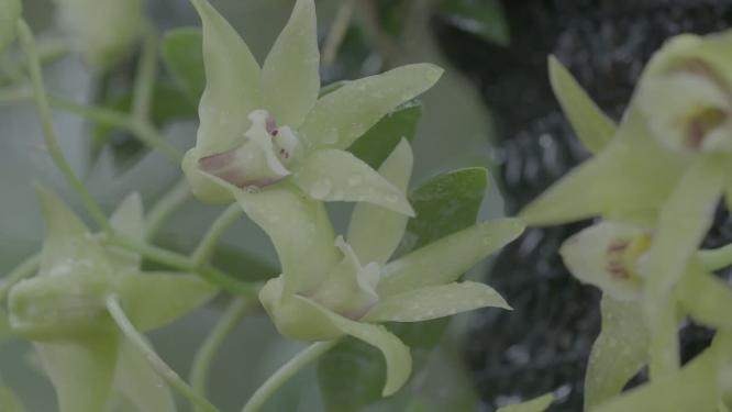 种植浇灌铁皮石斛铁皮枫斗石斛