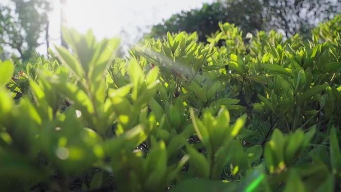 阳光下的绿色植物