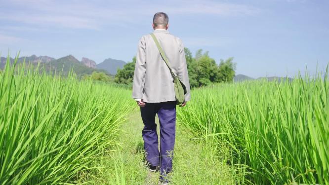 田地田间行走