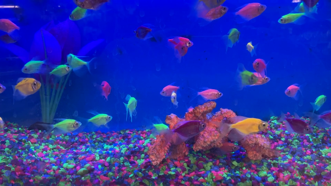 色彩缤纷的海底