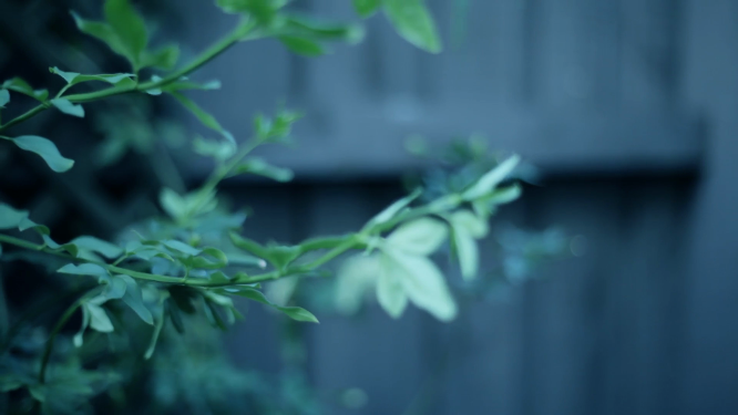 花草植物