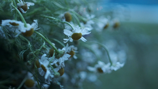 花草植物