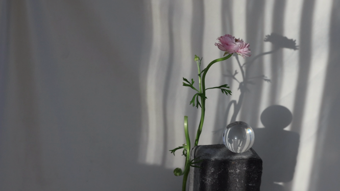 在影子里鲜花
