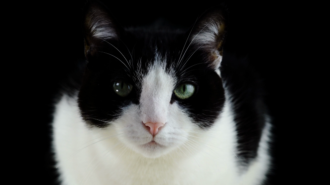 直视镜头的奶牛猫