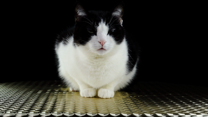 蹲着的奶牛猫