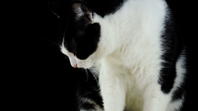 奶牛猫为自己理毛