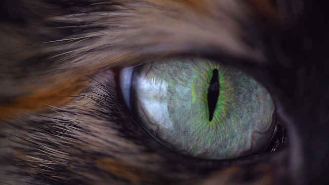 微距拍摄猫的瞳孔