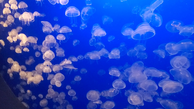 蓝色海底水母群